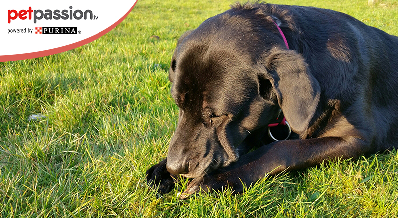 Cane mangia erba perché lo fa e quando preoccuparsi PetPassion