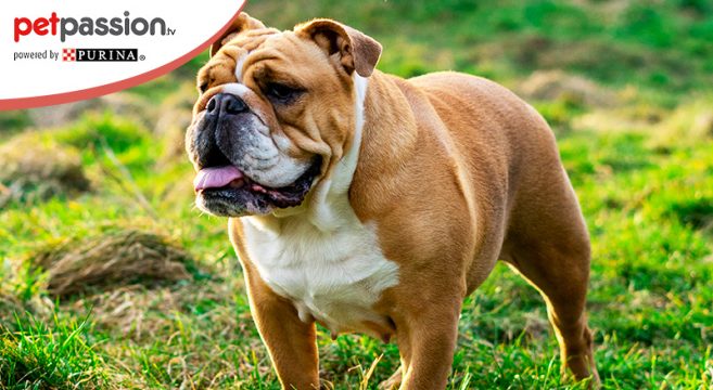 Bulldog Inglese Carattere E Caratteristiche Petpassion