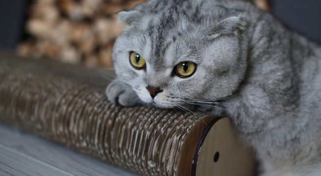 La Storia Delle Origini Del Gatto Scottish Fold