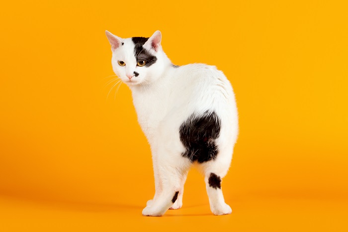 Japanese bobtail: carattere e caratteristiche del gatto ...
