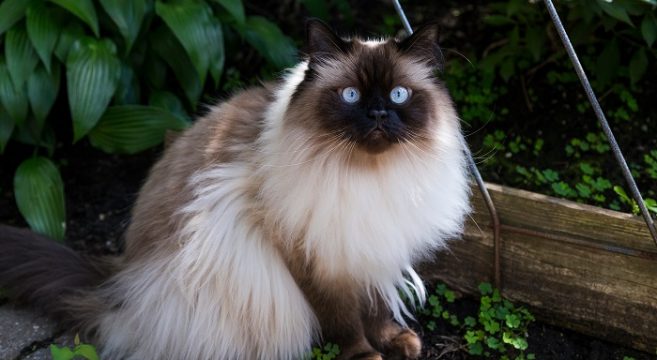 Himalayano Caratteristiche E Peculiarità Della Razza Di Gatto