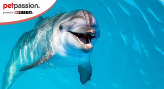 terapia con delfini