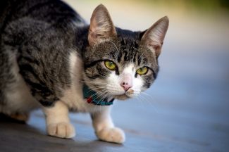 american wirehair