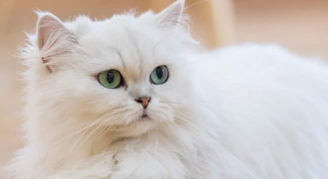 Il Gatto Persiano Origini E Caratteristiche Della Razza