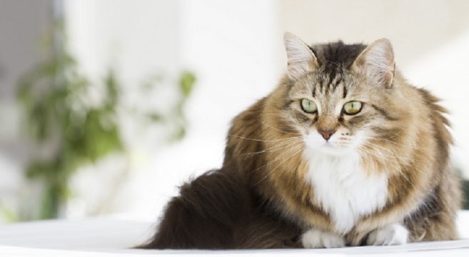 Il Carattere Del Gatto Siberiano Cosa Sapere Su Questa Razza