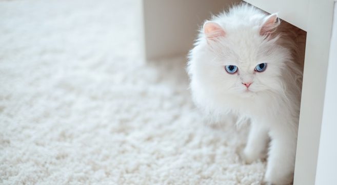 I Colori Del Gatto Persiano Le Caratteristiche Del Manto