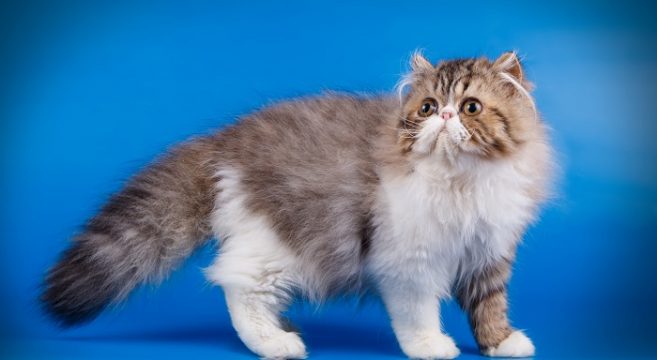 I Colori Del Gatto Persiano Solido Il Tabby Il Bicolor E Parti Color