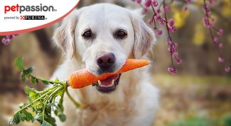cane mangia carota