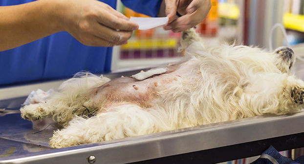 Sterilizzazione cane maschio e femmina