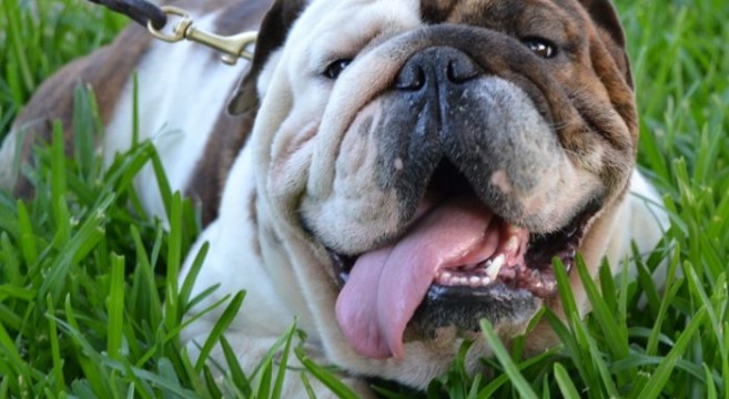 Cani Di Razza Cosa Devi Sapere Sul Bulldog Inglese