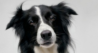 border collie pet therapy