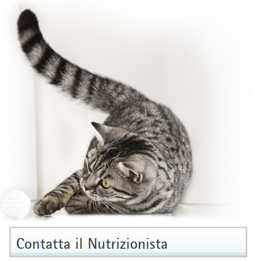 nutrizionista-gatto
