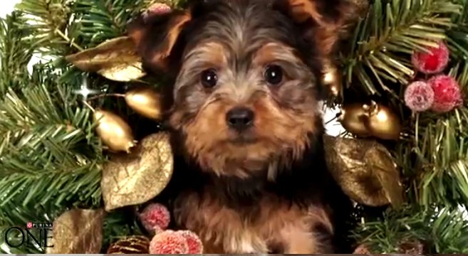 Video Di Cuccioli E Gattini Che Vi Augurano Buon Natale