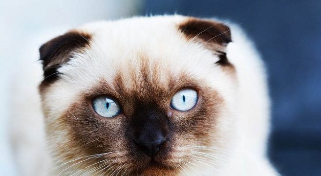 Gatti Di Razza Carattere E Caratteristiche Del Gatto Siamese