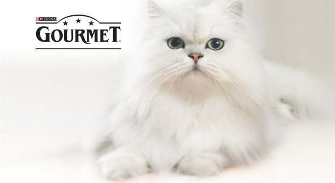 Il Tuo Gatto Diventa Protagonista Con Gourmet