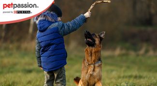 Razze cani da guardia più adatte ai bambini