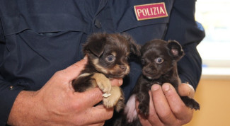 Traffico di cuccioli