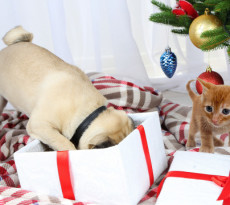 Regalo di Natale per cane e gatto