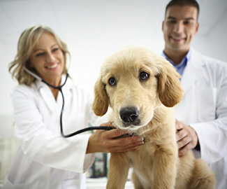 veterinario_cani