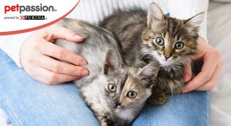 Sterilizzazione di gatti randagi