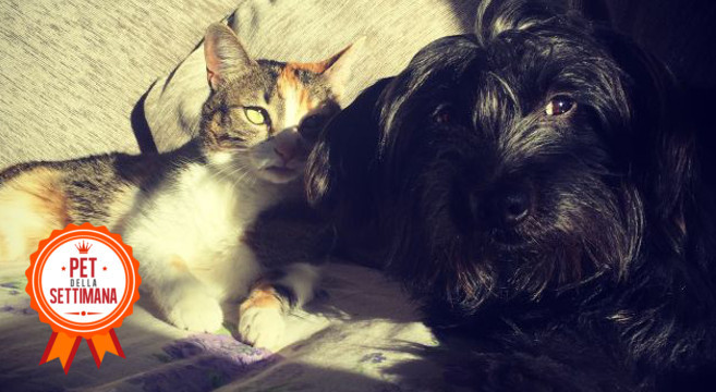 Cane e gatto: amici inseparabili