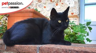 Migliori aforismi gatti neri e gatti