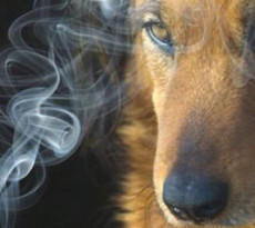 fumo-passivo-animali