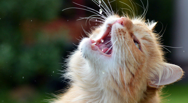 Ciotola Dacqua Dei Gatti Perché La Rovesciano