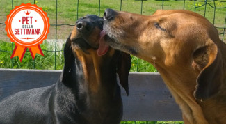 bacio-cane