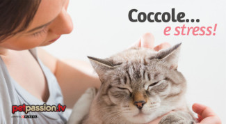 gatto-coccole