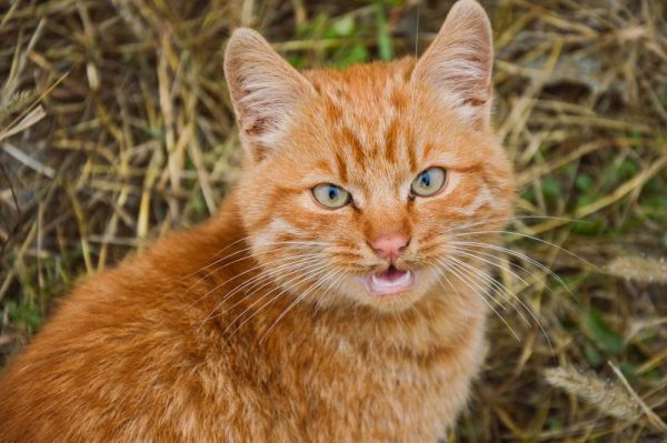 Il gatto Garfield: tutto sul famoso micio | PetPassion