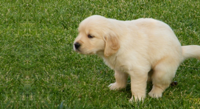 Bisogni Del Cane I Luoghi Vietati