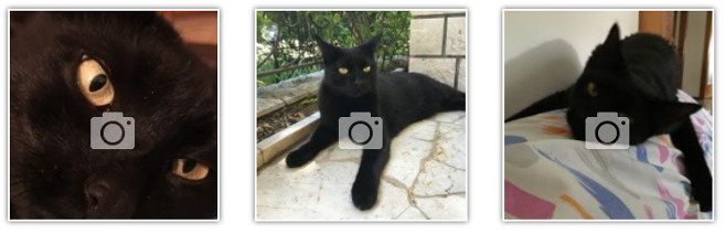 foto-gatto-nero