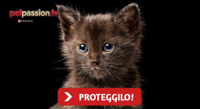Gatti Neri Come Difenderli Dai Pericoli Di Halloween