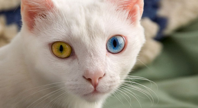 Gatti Con Occhi Di Colore Diverso