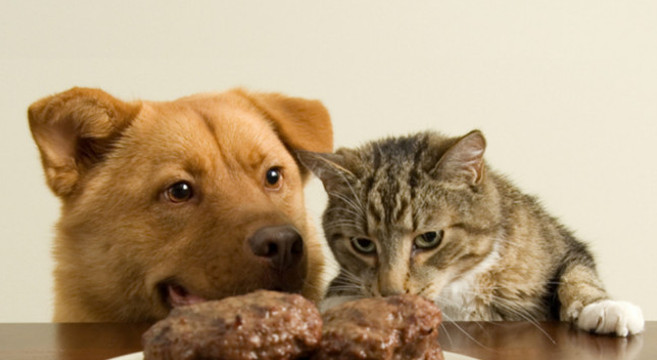 Cibo Vietato Che Fa Male A Cani E Gatti