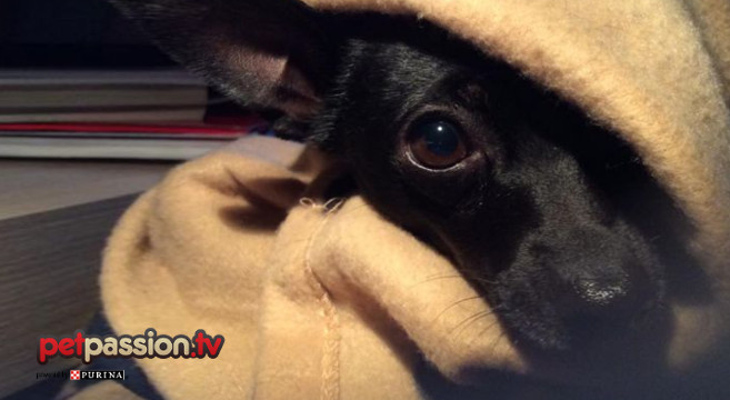 Quali Cani Hanno Più Freddo