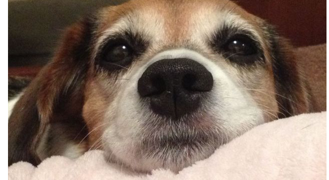 Cane E Botti I Motivi Di Questa Paura