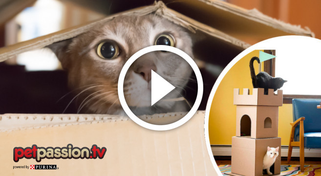 Creare Una Casetta Per Gatti In Cartone