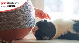 toxoplasmosi gatto gravidanza cosa fare