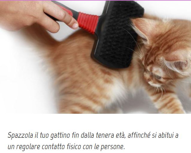 spazzolare-gatto