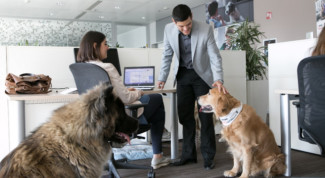 cani in ufficio