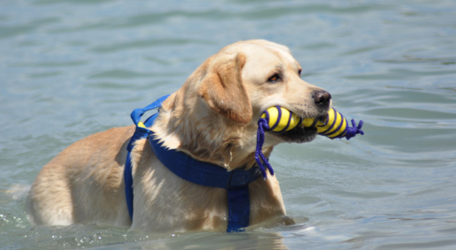 Le Spiagge Per Cani In Lombardia