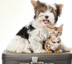 valigia-cane-gatto