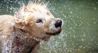 Dove lavare il cane