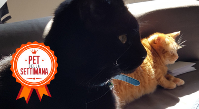 Un Gattino Rosso Un Gattino Nero E Un Sogno Realizzato