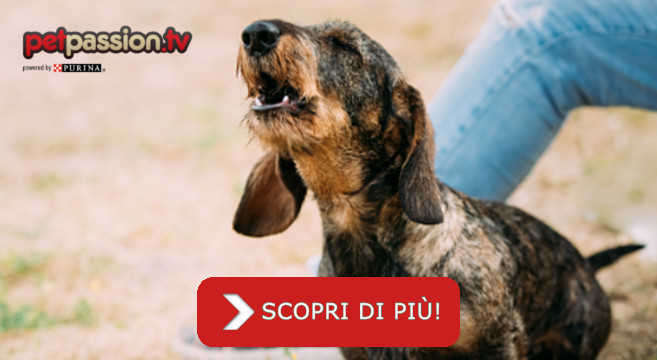 Perché Il Mio Cane Abbaia Contro Alcune Persone