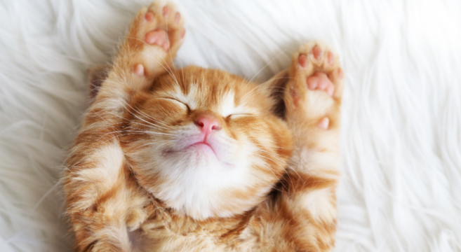 Gatti E Sonno Quante Ore Al Giorno Dormono I Gatti