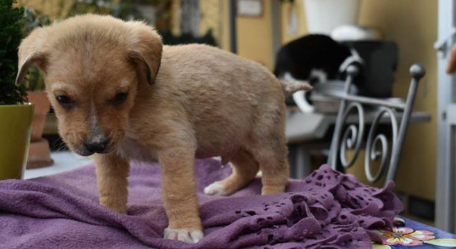 Annunci Di Adozione Di 2 Cani E Un Gatto