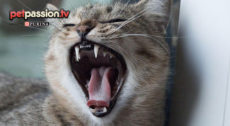 Pulizia denti gatto
